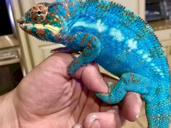 Tortoises, Turtles, chameleons and iguanas