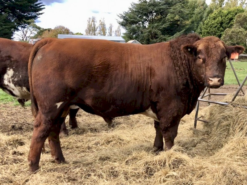 Shorthorn Bull For Sale Farm Tender