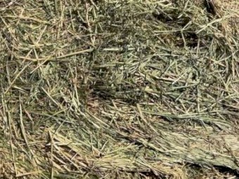 Oaten Hay 650Kg 8x4x3 Bales