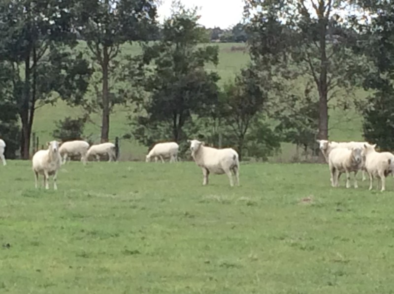 Wiltipol ewes on point of lambing
