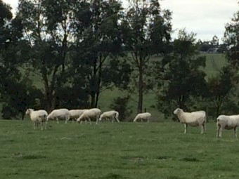 Wiltipol ewes on point of lambing