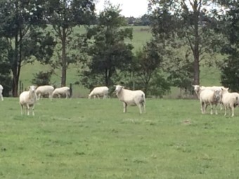 Wiltipol ewes on point of lambing