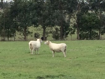 Wiltipol ewes on point of lambing