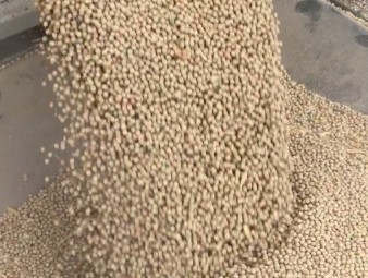 Field Peas Butler  No 1