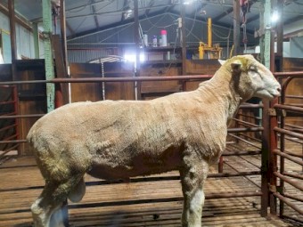 Poll Dorset Ram For Sale