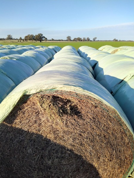 Vetch Hay wrapped for weather protection
