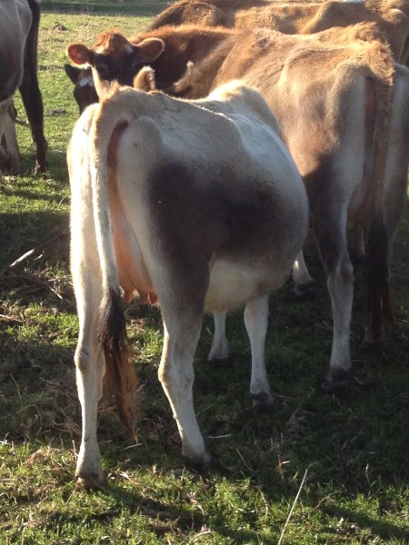 80 In Calf Jersey Friesian  X Jersey Cross Dairy Hiefers