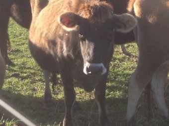 80 In Calf Jersey Friesian  X Jersey Cross Dairy Hiefers