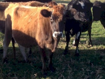 80 In Calf Jersey Friesian  X Jersey Cross Dairy Hiefers