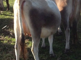 80 In Calf Jersey Friesian  X Jersey Cross Dairy Hiefers