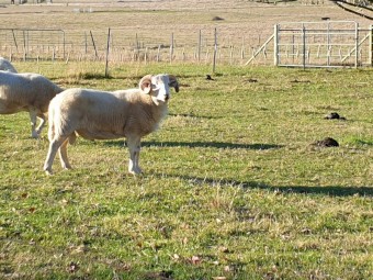 Wiltshire horn Ram 