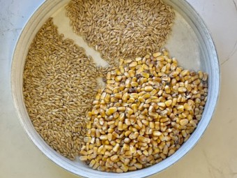 Cleaned Feed Barley, Feed Oats, Feed Maize