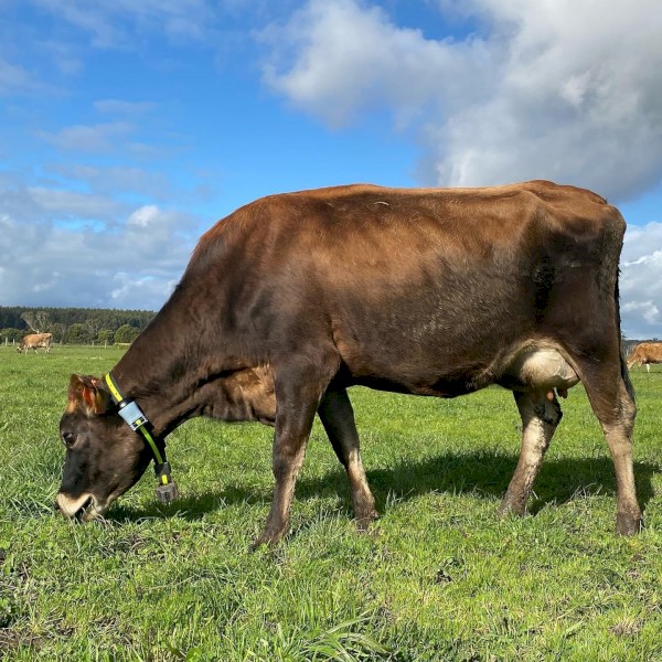 Complete Allflex/Semex AI24 system for 300 cows