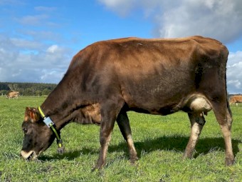 Complete Allflex/Semex AI24 system for 300 cows