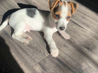 Purebred Male Jack Russell Puppy