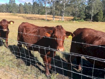 Santa Gertrudis Steers x 2