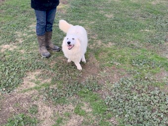 Mareema Guardian Dogs