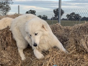Mareema Guardian Dogs