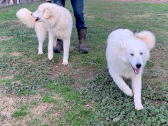 Mareema Guardian Dogs