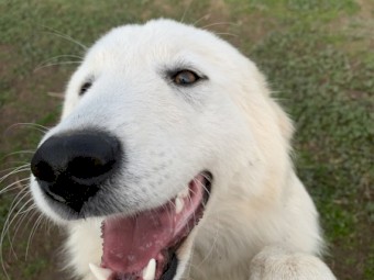 Mareema Guardian Dogs