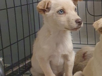 Kelpie - Cream/Blonde