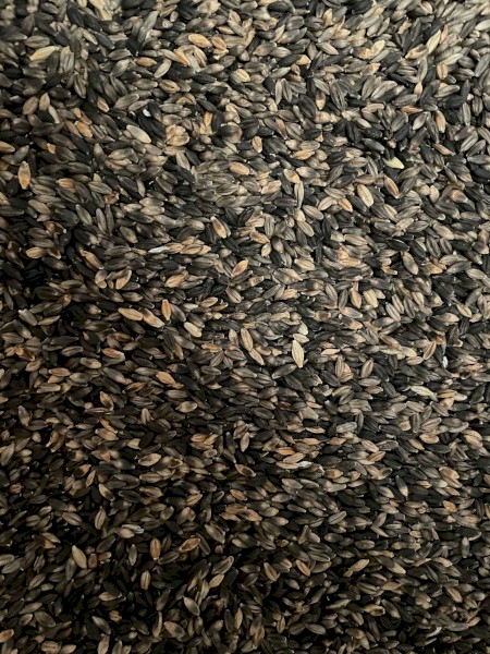 Australian Grown Black Barley 