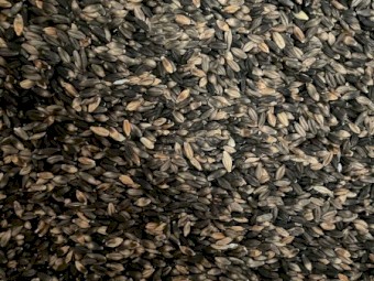 Australian Grown Black Barley 