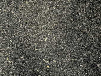 Australian Grown Black Barley 