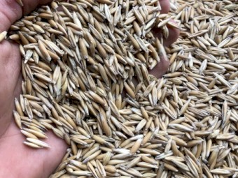 2020 Yarran Feed Oats