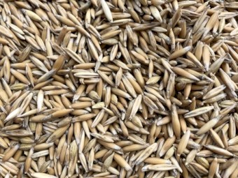 2020 Yarran Feed Oats