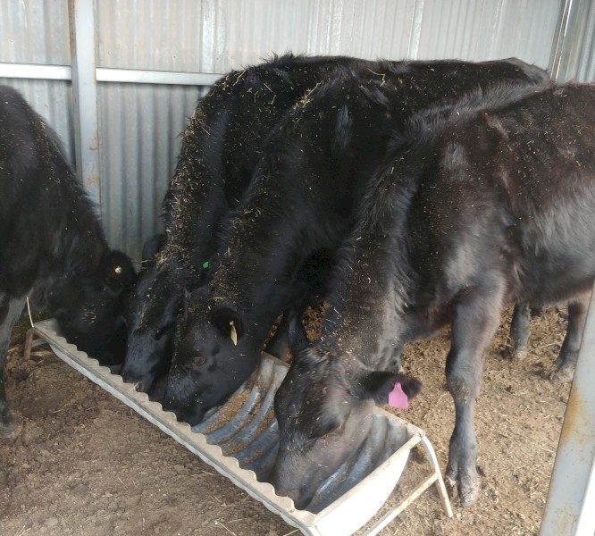 Angus/Holstein Friesian Cross Heifers; future vealer mothers
