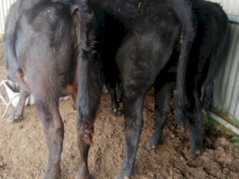Angus/Holstein Friesian Cross Heifers; future vealer mothers