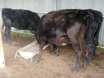 Angus/Holstein Friesian Cross Heifers; future vealer mothers