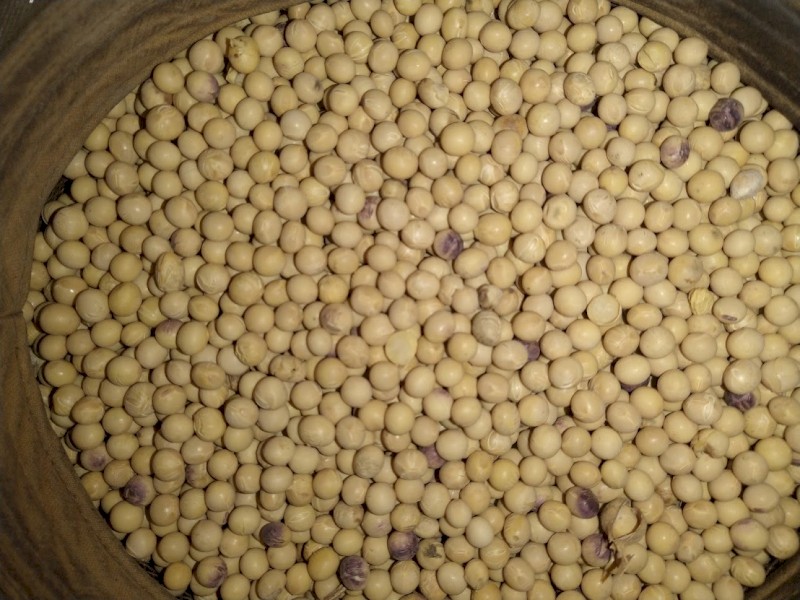 98 Tonne of  Soybean