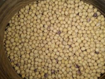 98 Tonne of  Soybean