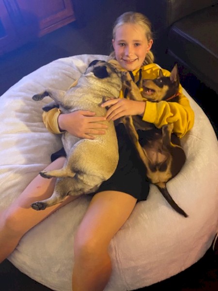 Banjo - Beautiful Pure Pred Tan Kelpie with green eyes