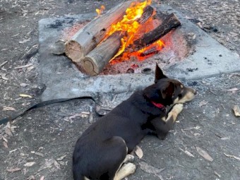 Banjo - Beautiful Pure Pred Tan Kelpie with green eyes