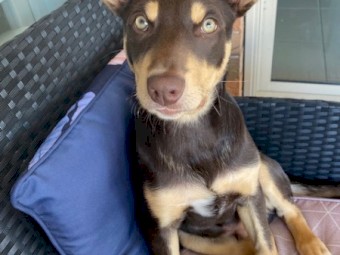 Banjo - Beautiful Pure Pred Tan Kelpie with green eyes