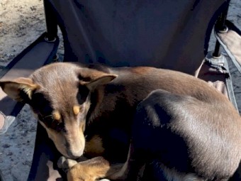 Banjo - Beautiful Pure Pred Tan Kelpie with green eyes