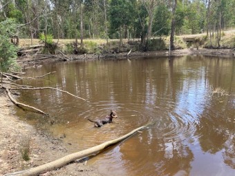 Banjo - Beautiful Pure Pred Tan Kelpie with green eyes