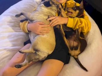 Banjo - Beautiful Pure Pred Tan Kelpie with green eyes