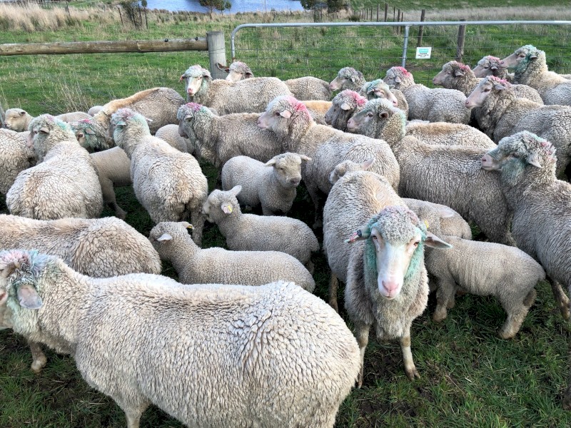 20x Merino ewes with 21x Lambs at foot.