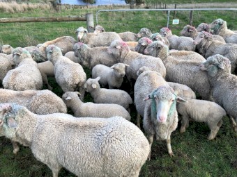 20x Merino ewes with 21x Lambs at foot.