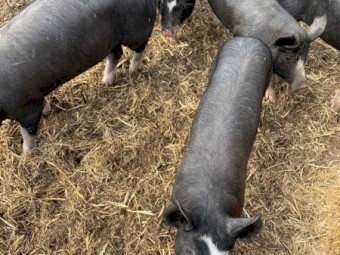 Bershire pigs for sale