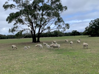 Cross Bred Ewes with Lambs a foot