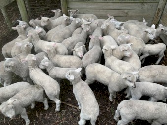 Cross Bred Ewes with Lambs a foot