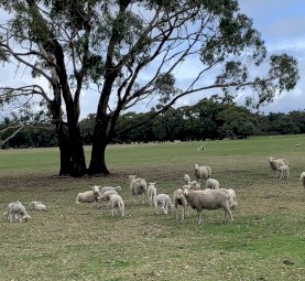 Cross Bred Ewes with Lambs a foot