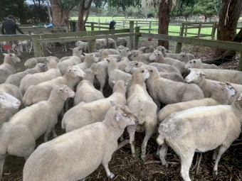 Cross Bred Ewes with Lambs a foot