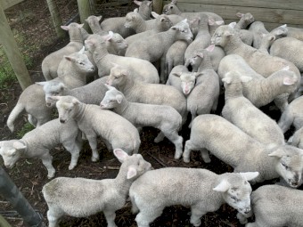 Cross Bred Ewes with Lambs a foot