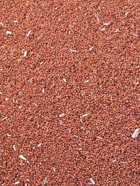 Sorghum Grain
